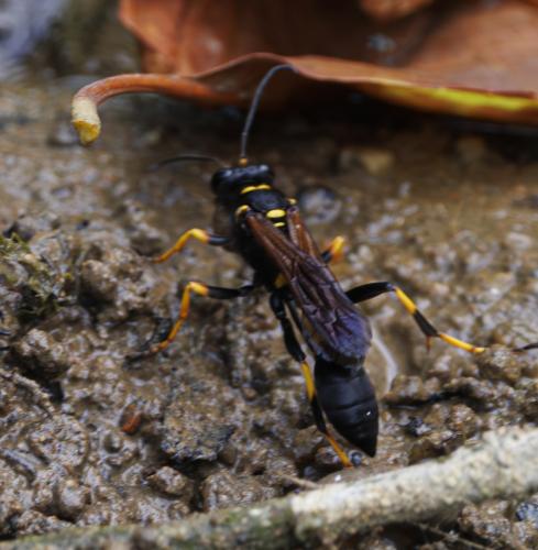 Réf. 347 231 : Sceliphron caementarium